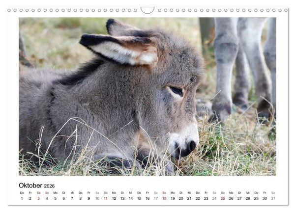 Produktbild: Bauernhoftiere hautnah (Wandkalender 2026 DIN A3 quer), CALVENDO Monatskalender