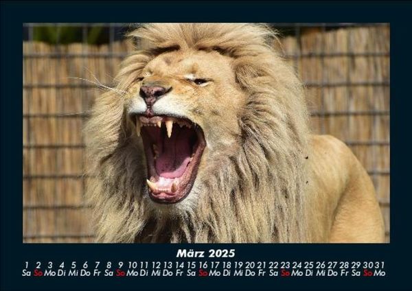 Produktbild: L&ouml;wen in der Wildnis 2025 Fotokalender DIN A5