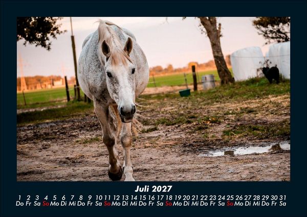 Produktbild: Tiere in der Wildnis 2027 Fotokalender DIN A5