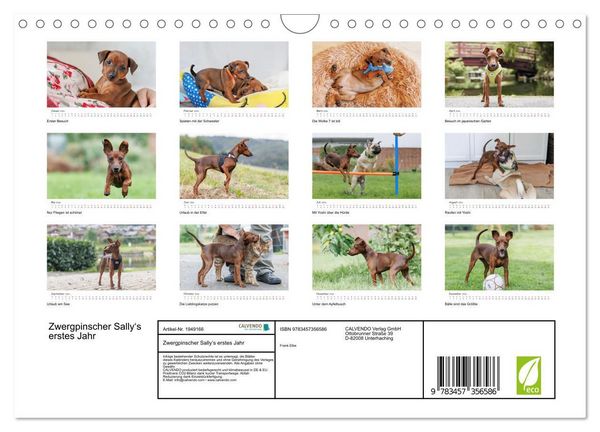 Produktbild: Zwergpinscher Sally&lsquo;s erstes Jahr (Wandkalender 2026 DIN A4 quer), CALVENDO Monatskalender