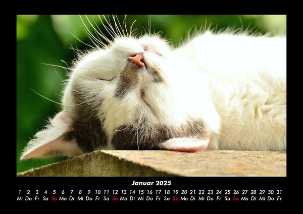 Produktbild: F&uuml;r Katzenfreunde 2025 Fotokalender DIN A3