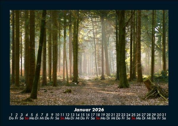 Produktbild: B&auml;ume 2026 Fotokalender DIN A5
