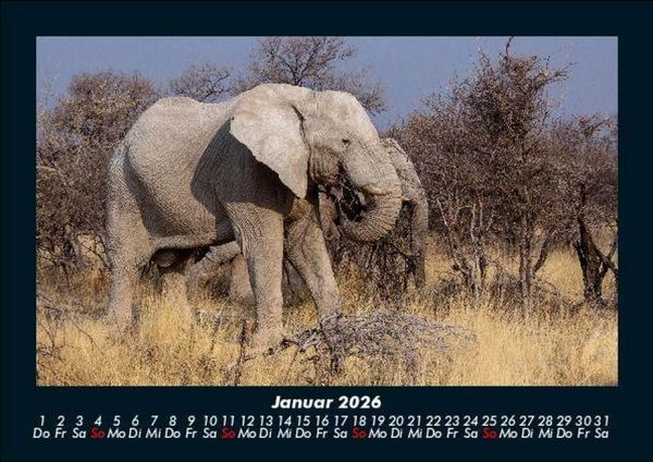 Produktbild: Der Elefantenkalender 2026 Fotokalender DIN A5
