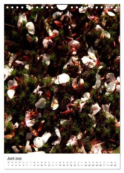Produktbild: Japan - Kirschbl&uuml;ten (Wandkalender 2026 DIN A4 hoch), CALVENDO Monatskalender