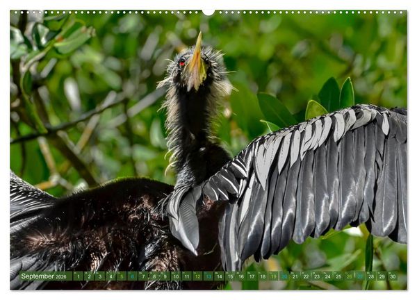 Produktbild: Waldstorch und Anhinga (Wandkalender 2026 DIN A2 quer), CALVENDO Monatskalender