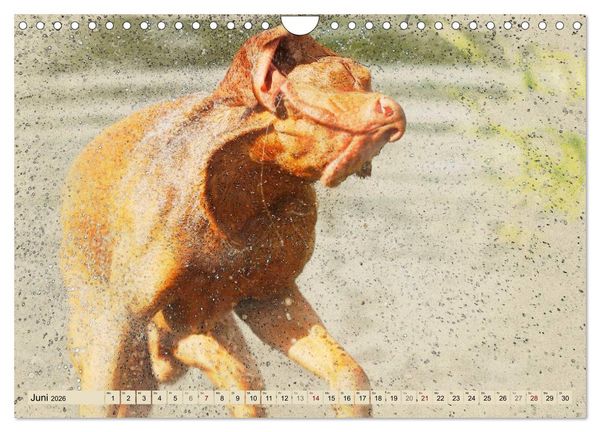 Produktbild: Magyar Vizsla 2026 (Wandkalender 2026 DIN A4 quer), CALVENDO Monatskalender