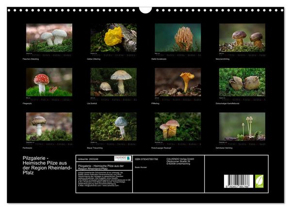 Produktbild: Pilzgalerie - Heimische Pilze aus der Region Rheinland-Pfalz (Wandkalender 2026 DIN A3 quer), CALVENDO Monatskalender
