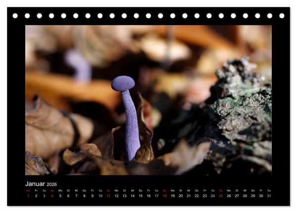Produktbild: Pilze (Tischkalender 2026 DIN A5 quer), CALVENDO Monatskalender