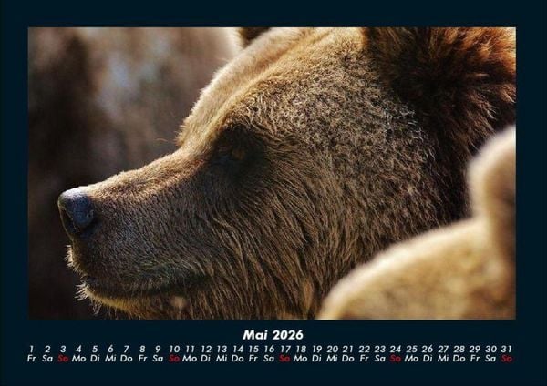 Produktbild: Tiere in der Wildnis 2026 Fotokalender DIN A4