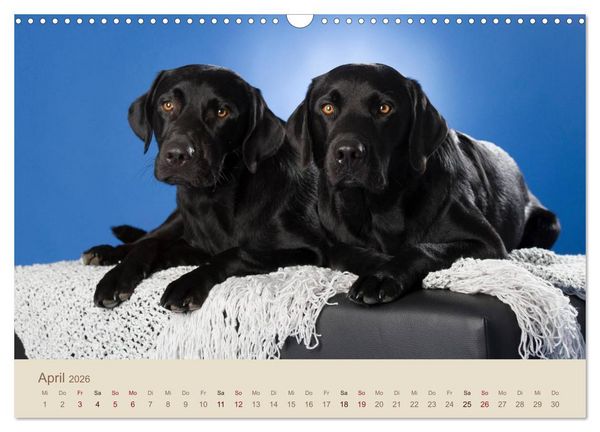 Produktbild: Labrador Retriever (Wandkalender 2026 DIN A3 quer), CALVENDO Monatskalender