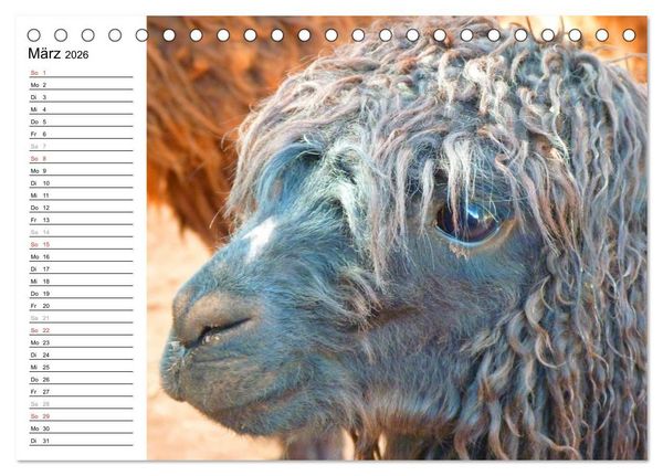Produktbild: Alpakas und Lamas (Tischkalender 2026 DIN A5 quer), CALVENDO Monatskalender