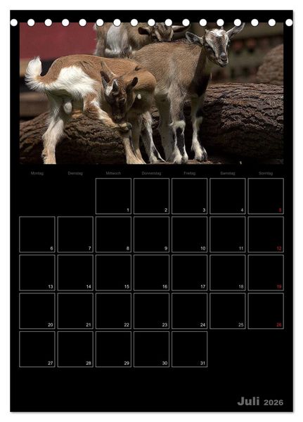 Produktbild: Zwergziegen (Tischkalender 2026 DIN A5 hoch), CALVENDO Monatskalender