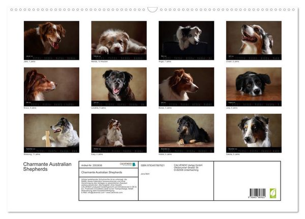 Produktbild: Charmante Australian Shepherds (Wandkalender 2026 DIN A2 quer), CALVENDO Monatskalender