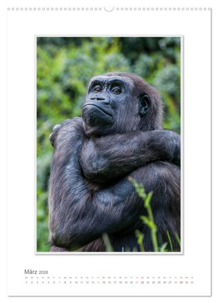 Produktbild: Emotionale Momente: Aus dem Leben der Familie Gorilla. (hochwertiger Premium Wandkalender 2026 DIN A2 hoch), Kunstdruck in Hochglanz