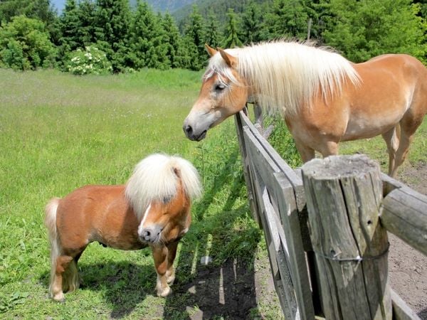 Produktbild: CALVENDO Puzzle Pony | 1000 Teile Lege-Gr&ouml;&szlig;e 64x48cm Foto-Puzzle f&uuml;r gl&uuml;ckliche Stunden