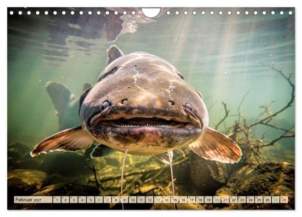 Produktbild: Talsperren - Raubfische (Wandkalender 2027 DIN A4 quer), CALVENDO Monatskalender