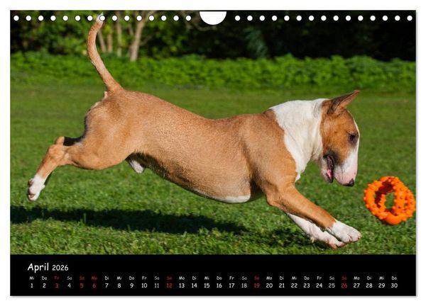 Produktbild: Bullterrier (Wandkalender 2026 DIN A4 quer), CALVENDO Monatskalender