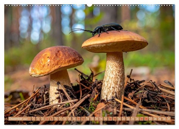Produktbild: Pilzbesucher (Wandkalender 2027 DIN A2 quer), CALVENDO Monatskalender