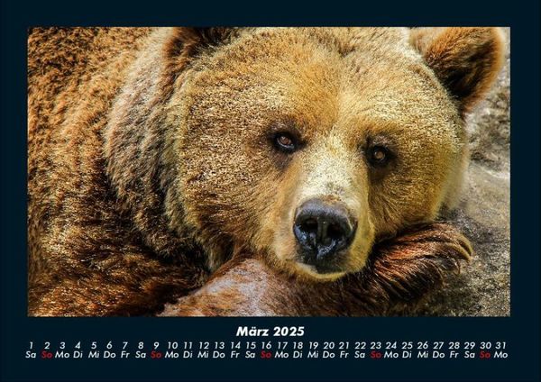 Produktbild: Der Tierkalender 2025 Fotokalender DIN A4