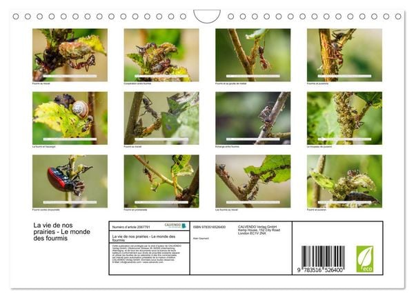 Produktbild: La vie de nos prairies - Le monde des fourmis (Calendrier mural 2026 DIN A4 vertical), CALVENDO calendrier mensuel