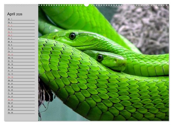 Produktbild: Kaltes Blut. Faszination Reptilien (hochwertiger Premium Wandkalender 2026 DIN A2 quer), Kunstdruck in Hochglanz