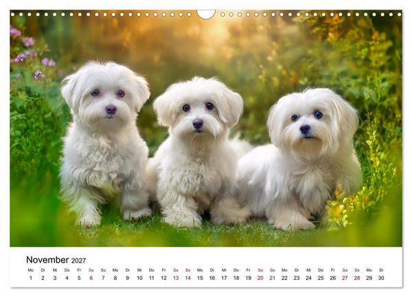 Produktbild: Kleine wei&szlig;e Wunder - ein Jahr mit Maltesern (Wandkalender 2027 DIN A3 quer), CALVENDO Monatskalender