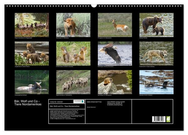 Produktbild: B&auml;r, Wolf und Co - Tiere Nordamerikas (Wandkalender 2026 DIN A2 quer), CALVENDO Monatskalender