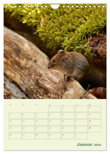 Produktbild: Waldmomente (Wandkalender 2026 DIN A4 hoch), CALVENDO Monatskalender