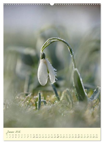 Produktbild: Bl&uuml;tenzauber im Garten (hochwertiger Premium Wandkalender 2026 DIN A2 hoch), Kunstdruck in Hochglanz