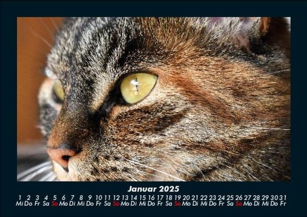 Produktbild: F&uuml;r Katzenfreunde 2025 Fotokalender DIN A5