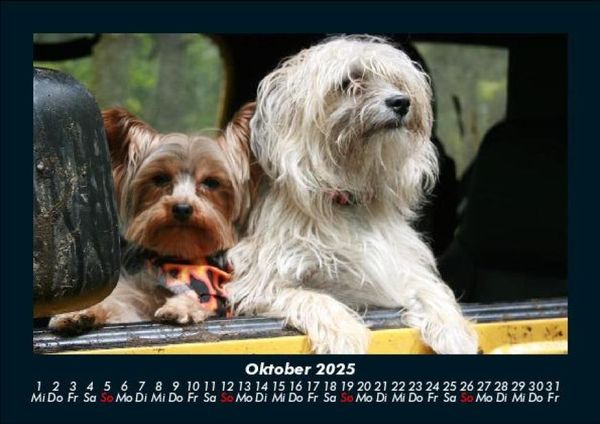 Produktbild: Hunde 2025 Fotokalender DIN A5