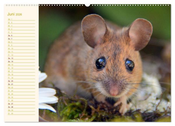 Produktbild: Gr&uuml;sse von der Maus! (Wandkalender 2026 DIN A2 quer), CALVENDO Monatskalender