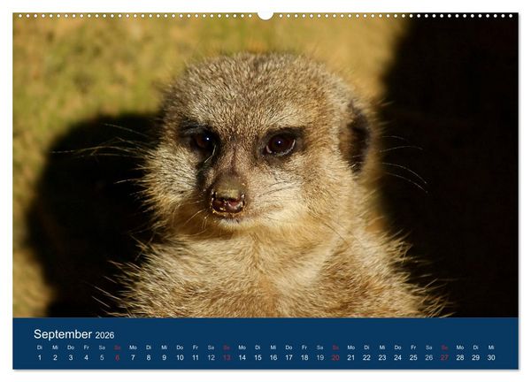 Produktbild: Erdm&auml;nnchen - Zusammen sind wir stark (Wandkalender 2026 DIN A2 quer), CALVENDO Monatskalender