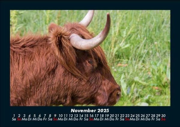Produktbild: Kuhkalender 2025 Fotokalender DIN A5