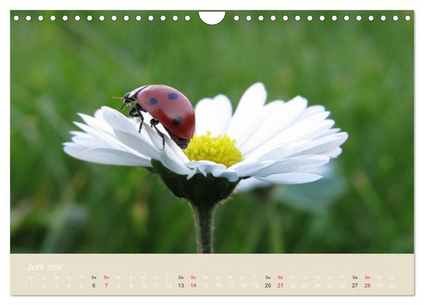 Produktbild: Kleine Gl&uuml;cksk&auml;fer (Wandkalender 2026 DIN A4 quer), CALVENDO Monatskalender