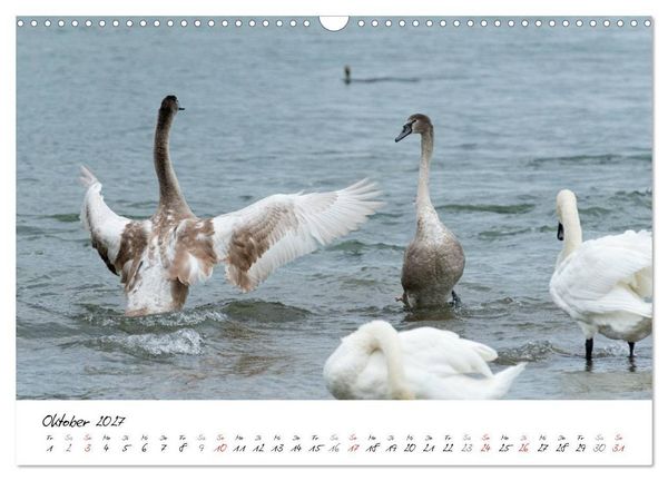 Produktbild: Vom K&uuml;ken zum Schwan (Wandkalender 2027 DIN A3 quer), CALVENDO Monatskalender
