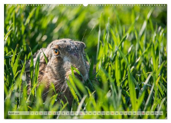 Produktbild: Emotionale Momente: Wild und Jagd. (hochwertiger Premium Wandkalender 2026 DIN A2 quer), Kunstdruck in Hochglanz