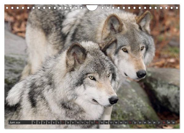 Produktbild: W&ouml;lfe. Graue Eminenzen (Wandkalender 2026 DIN A4 quer), CALVENDO Monatskalender