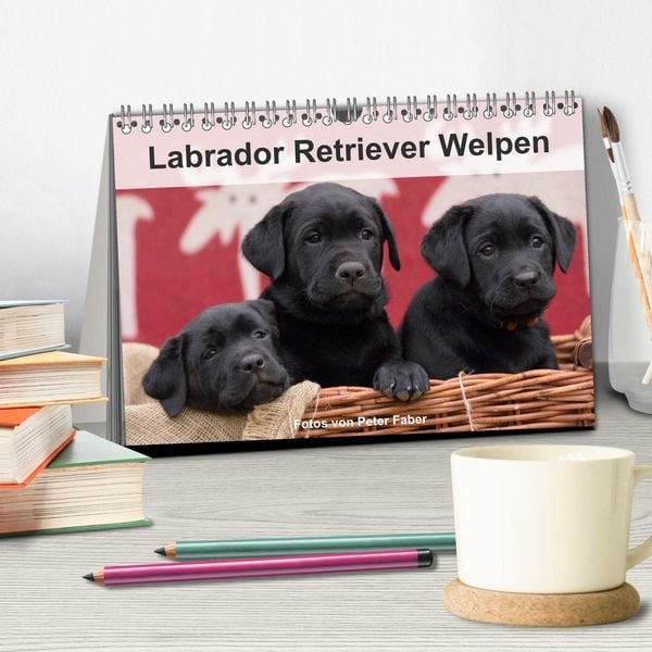 Produktbild: Labrador Retriever Welpen (Tischkalender 2026 DIN A5 quer), CALVENDO Monatskalender