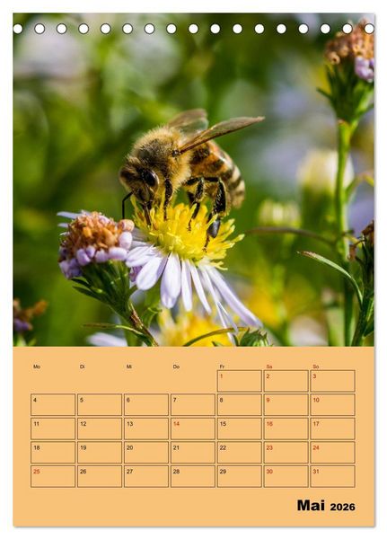 Produktbild: Die Biene und die Farbe gelb (Tischkalender 2026 DIN A5 hoch), CALVENDO Monatskalender
