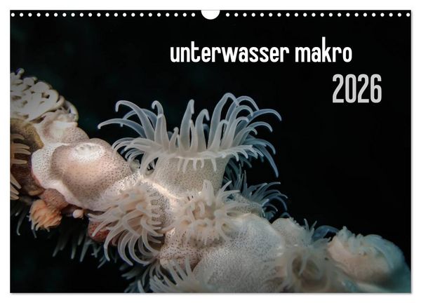 Produktbild: unterwasser makro 2026 (Wandkalender 2026 DIN A3 quer), CALVENDO Monatskalender