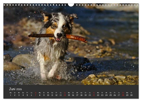 Produktbild: Australian Shepherd - Augenblicke (Wandkalender 2026 DIN A3 quer), CALVENDO Monatskalender