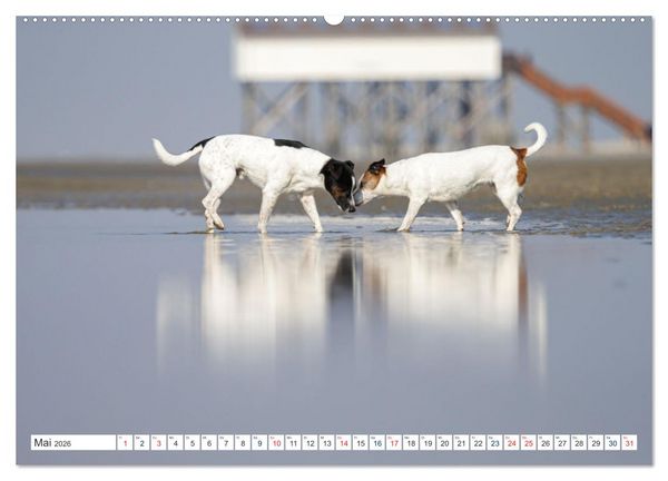 Produktbild: Jack Russell - Klein, aber oho! (Wandkalender 2026 DIN A2 quer), CALVENDO Monatskalender