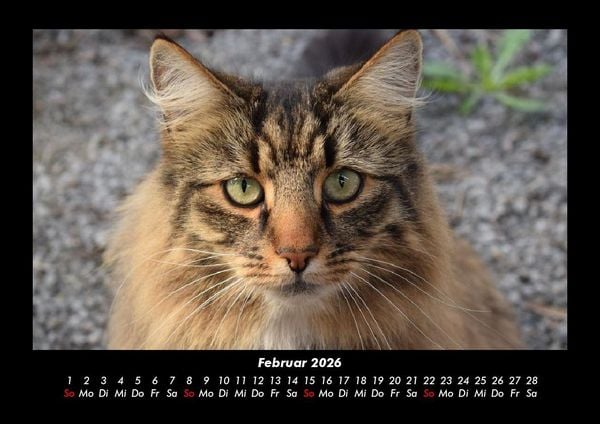 Produktbild: F&uuml;r Katzenfreunde 2026 Fotokalender DIN A3