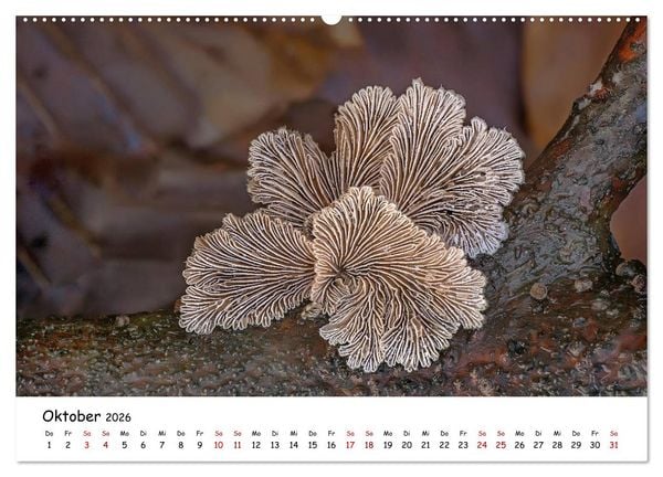 Produktbild: Pilzgalerie - Heimische Pilze von ihrer sch&ouml;nsten Seite (Wandkalender 2026 DIN A2 quer), CALVENDO Monatskalender