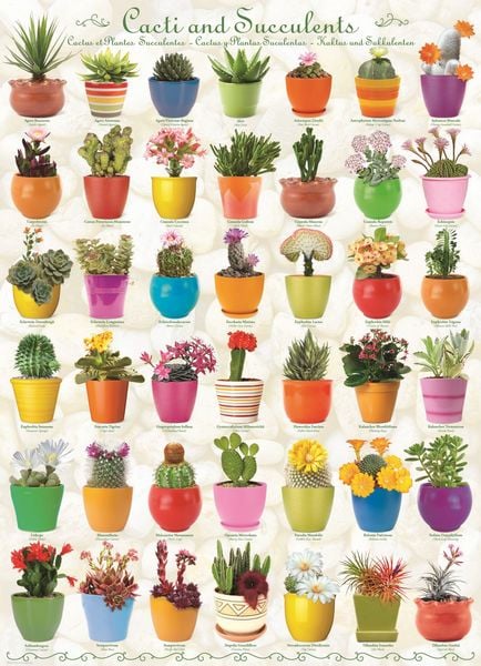 Produktbild: Puzzle 1000 Teile - Cacti & Succulents