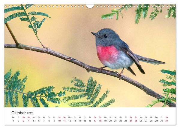 Produktbild: Singv&ouml;gel aus Australien (Wandkalender 2026 DIN A3 quer), CALVENDO Monatskalender