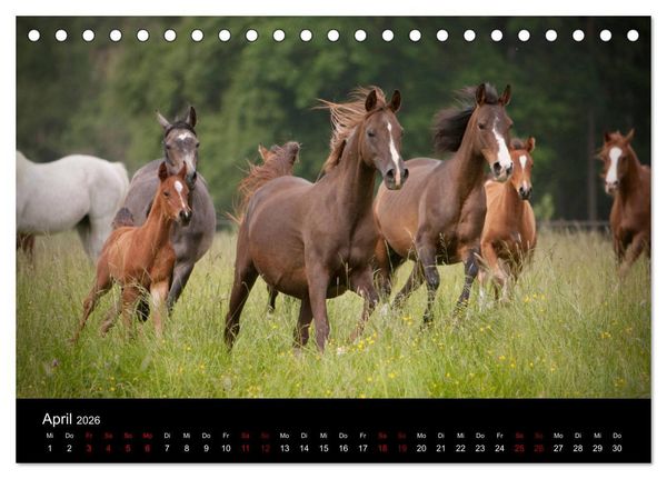 Produktbild: Vollblutaraber - Sch&ouml;nheit und Adel (Tischkalender 2026 DIN A5 quer), CALVENDO Monatskalender