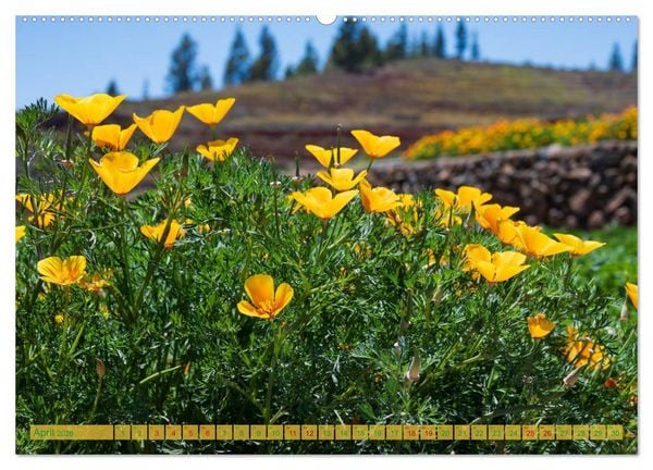 Produktbild: Landschaften der Kanaren - Traumziele f&uuml;r Wanderer (Wandkalender 2026 DIN A2 quer), CALVENDO Monatskalender