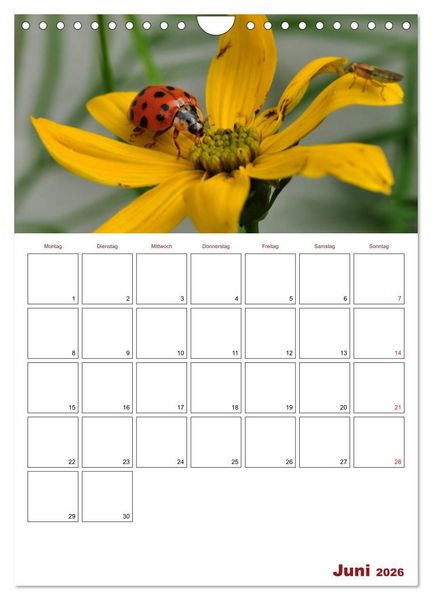 Produktbild: Marienk&auml;fergl&uuml;ck (Wandkalender 2026 DIN A4 hoch), CALVENDO Monatskalender